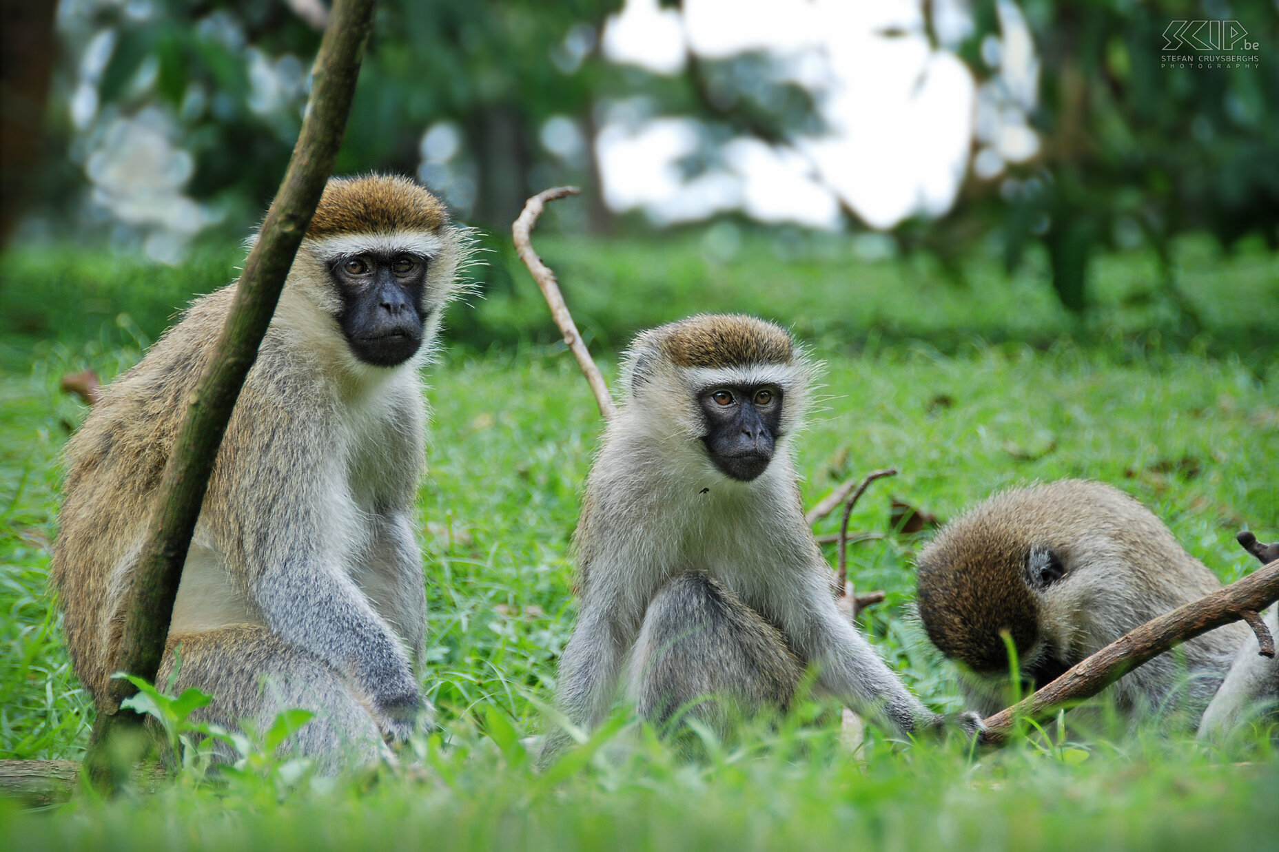 Entebbe - Groene meerkat In de botanische tuinen van Entebbe leven meerdere families van groene meerkatten (velvet monkeys). Stefan Cruysberghs